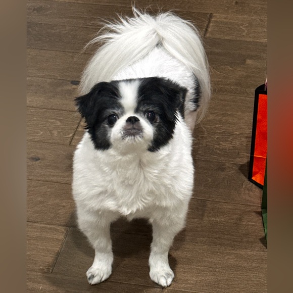 Dresses & Skirts - EVENS Jan 24 $5 starts / PARADE BUNDLES